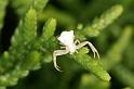Thomisus_onustus_D3275_Z_75_Valle Gran Rey_Spanje